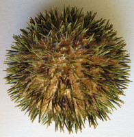 Pseudoboletia maculata Troschel, 1869